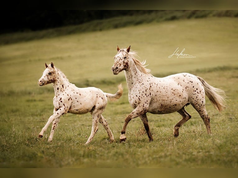 Pony of the Americas Mare 20 years 13.1 hh Leopard-Piebald in Waldshut-Tiengen