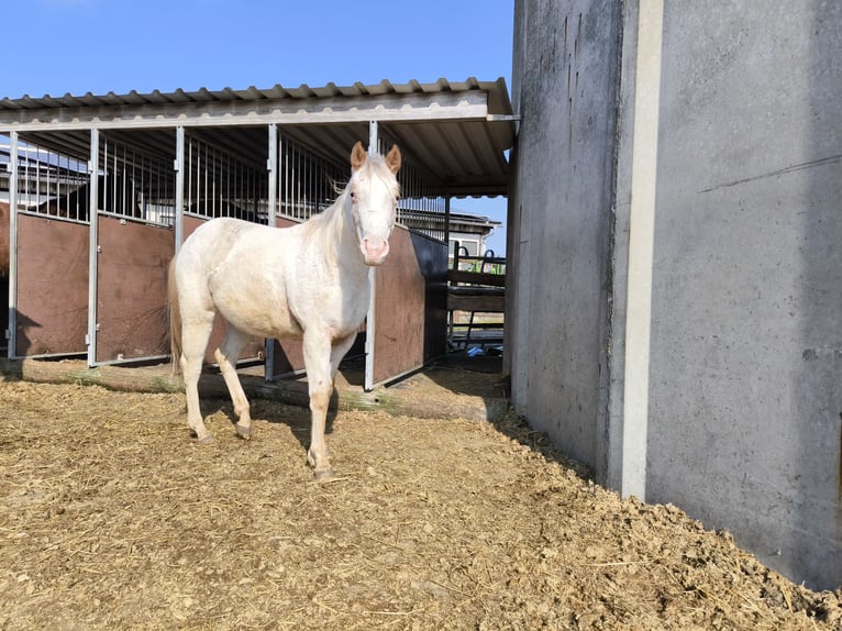 Pony of the Americas Mare 2 years 13,2 hh Cremello in Landsberg