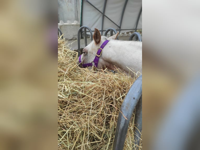 Pony of the Americas Mare 2 years 13,2 hh Gray-Red-Tan in Landsberg