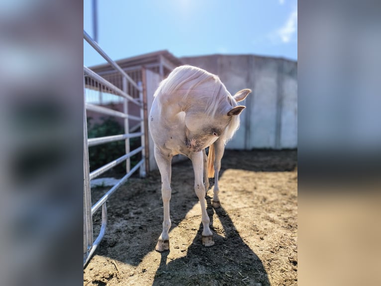 Pony of the Americas Mare 2 years 13,2 hh Gray-Red-Tan in Landsberg