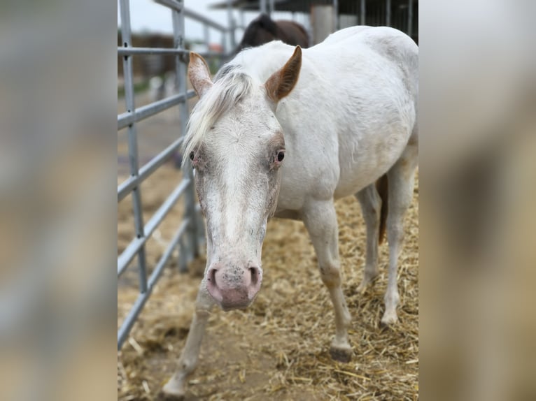 Pony of the Americas Mare 2 years 13,2 hh Gray-Red-Tan in Landsberg