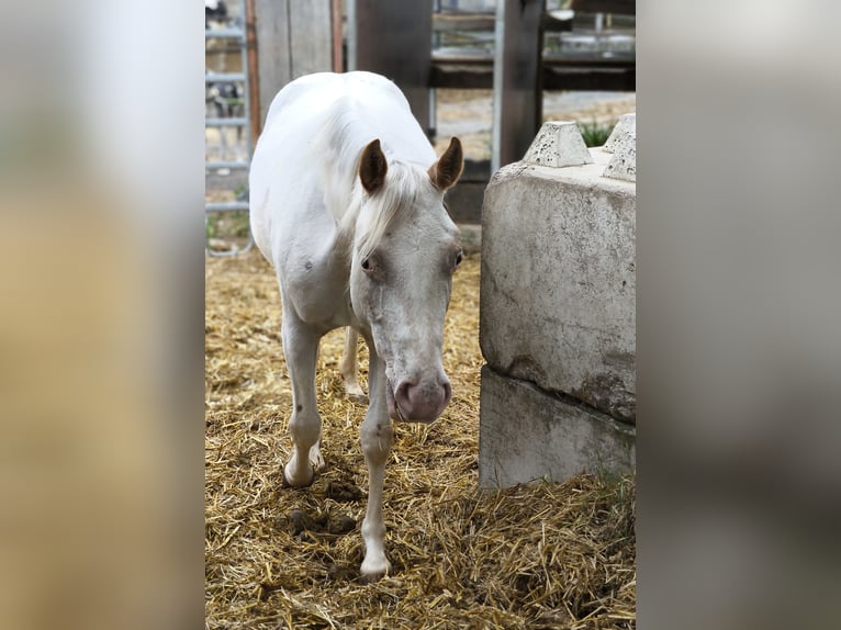 Pony of the Americas Mare 2 years 13,2 hh Gray-Red-Tan in Landsberg