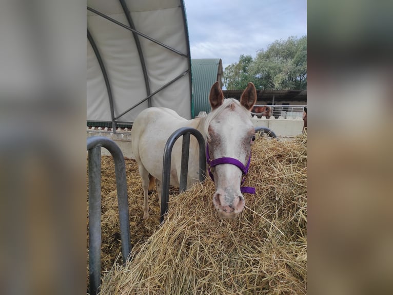 Pony of the Americas Mare 2 years 13,2 hh Gray-Red-Tan in Landsberg