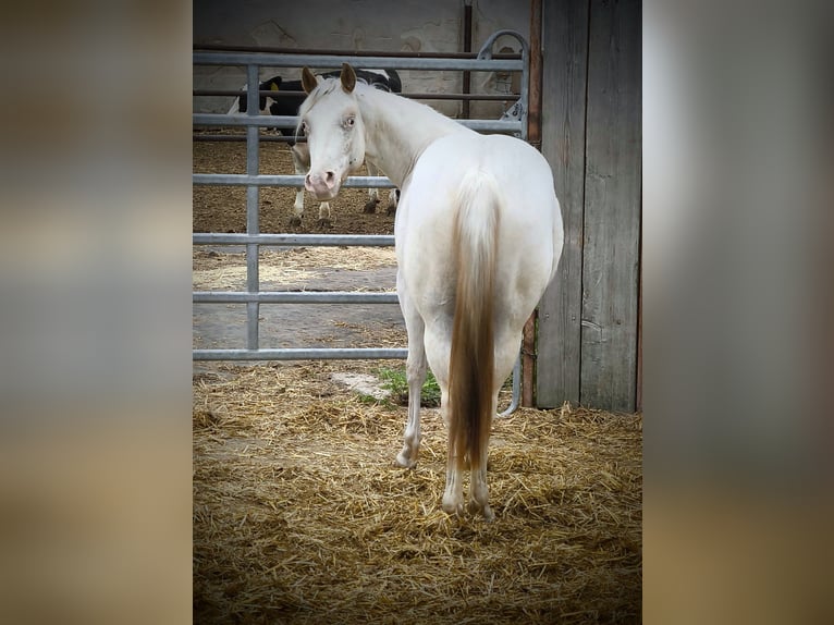 Pony of the Americas Mare 2 years 13,2 hh Gray-Red-Tan in Landsberg