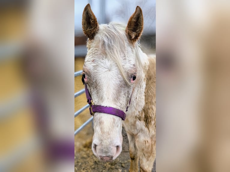 Pony of the Americas Mare 2 years 13,2 hh Gray-Red-Tan in Landsberg