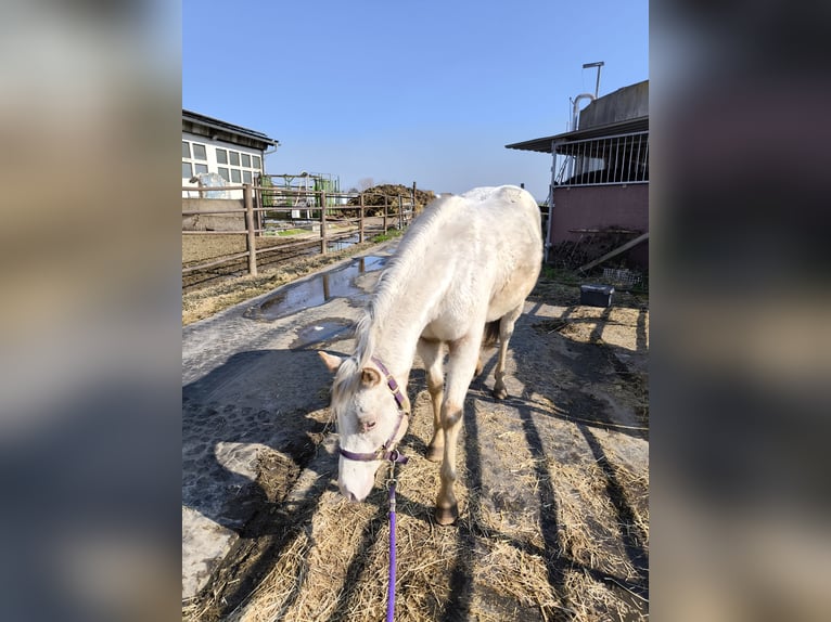 Pony of the Americas Mare 2 years 13,2 hh Gray-Red-Tan in Landsberg