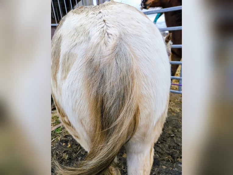 Pony of the Americas Mare 2 years 13,2 hh Gray-Red-Tan in Landsberg