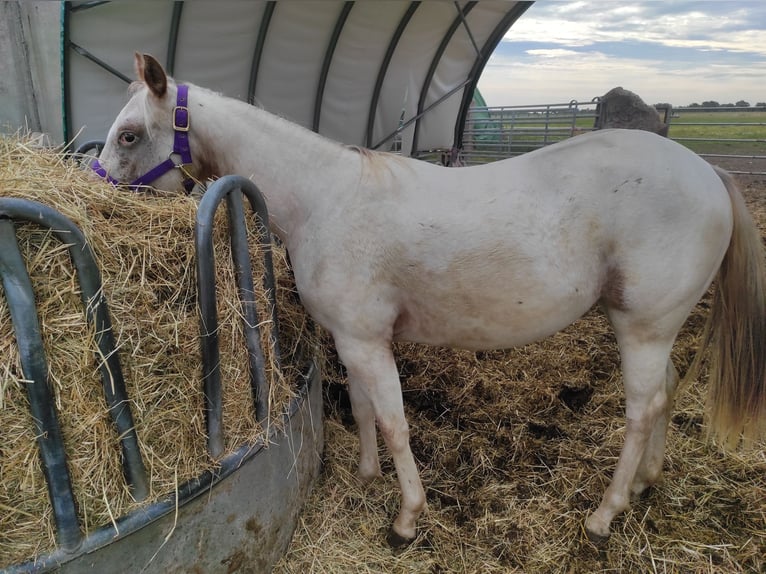 Pony of the Americas Mare 2 years 13,2 hh Gray-Red-Tan in Landsberg