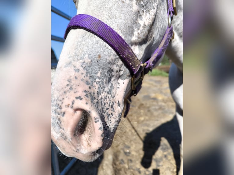 Pony of the Americas Mare 2 years 13,2 hh Gray-Red-Tan in Landsberg