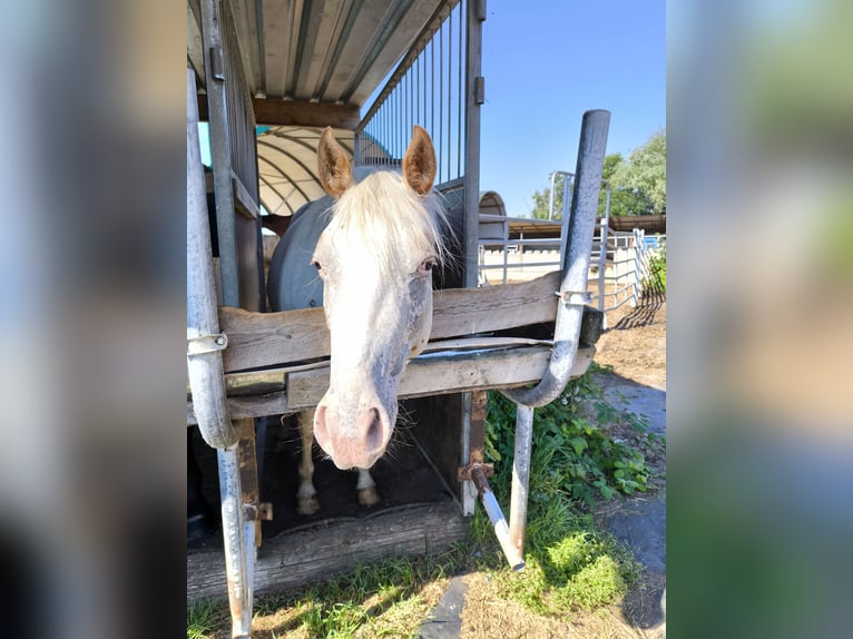 Pony of the Americas Mare 2 years 13,2 hh Gray-Red-Tan in Landsberg