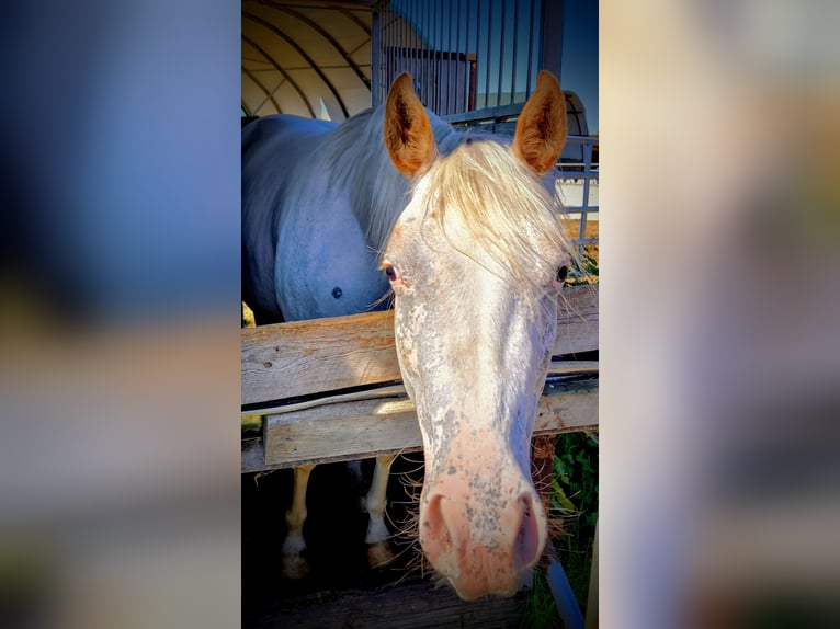 Pony of the Americas Mare 2 years 13,2 hh Gray-Red-Tan in Landsberg