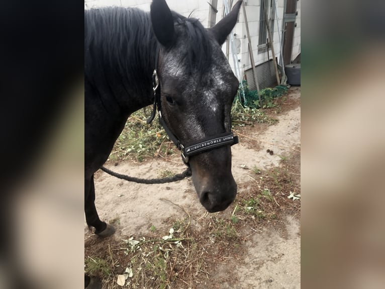 Pony of the Americas Mare 3 years 13,3 hh Bay-Dark in Haida