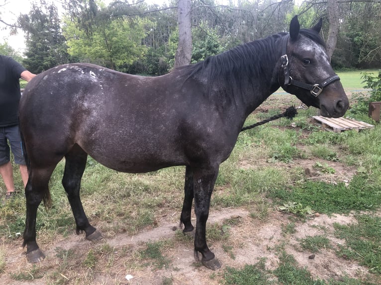 Pony of the Americas Mare 3 years 13,3 hh Bay-Dark in Haida