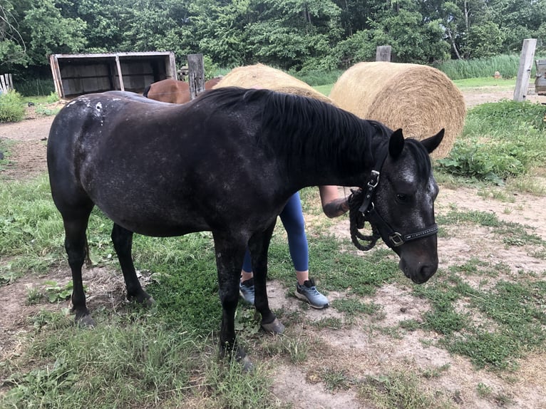 Pony of the Americas Mare 3 years 13,3 hh Bay-Dark in Haida