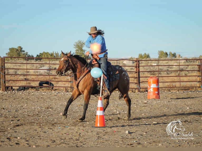 Pony of the Americas Mare 3 years 14,1 hh Dun in Cody WY