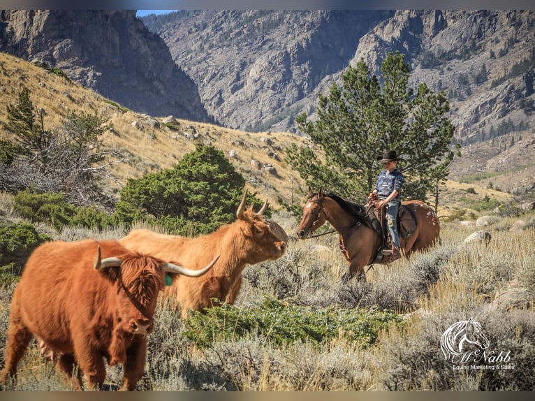 Pony of the Americas Mare 3 years 14,1 hh Dun in Cody WY