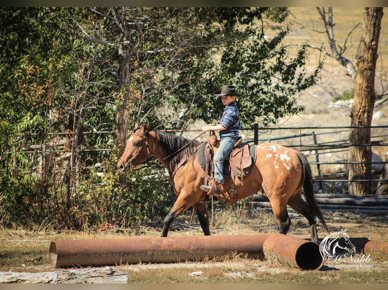 Pony of the Americas Mare 3 years 14,1 hh Dun in Cody WY