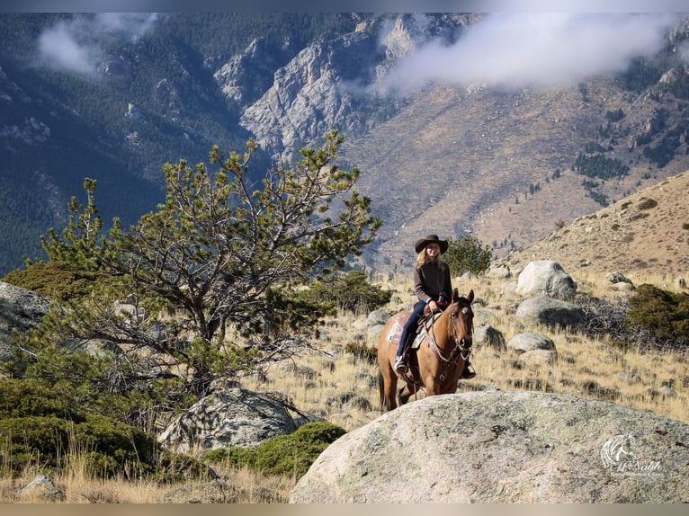 Pony of the Americas Mare 3 years 14,1 hh Dun in Cody WY