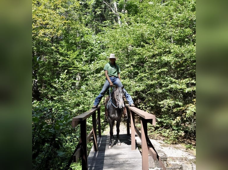 Pony of the Americas Mare 4 years 13,3 hh Black in Granville, MA