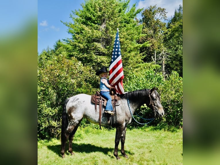 Pony of the Americas Mare 4 years 13,3 hh Black in Granville, MA