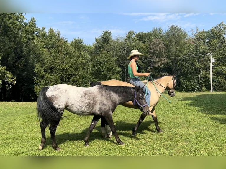 Pony of the Americas Mare 4 years 13,3 hh Black in Granville, MA