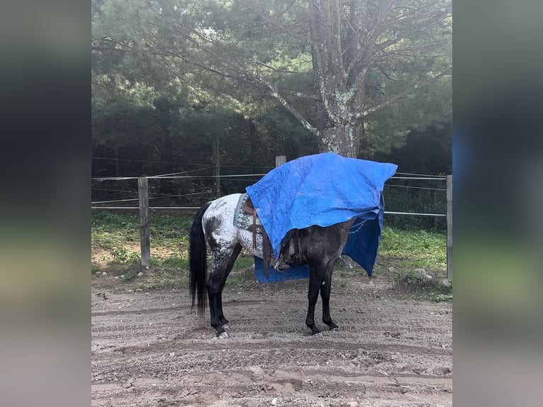 Pony of the Americas Mare 4 years 13,3 hh Black in Granville, MA