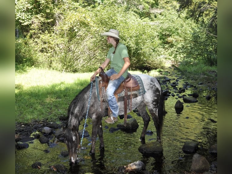 Pony of the Americas Mare 4 years 13,3 hh Black in Granville, MA