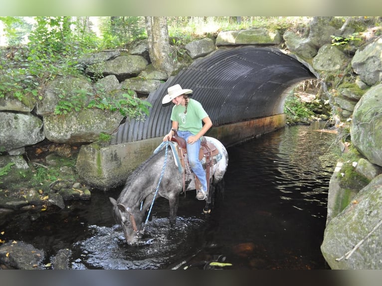 Pony of the Americas Mare 4 years 13,3 hh Black in Granville, MA