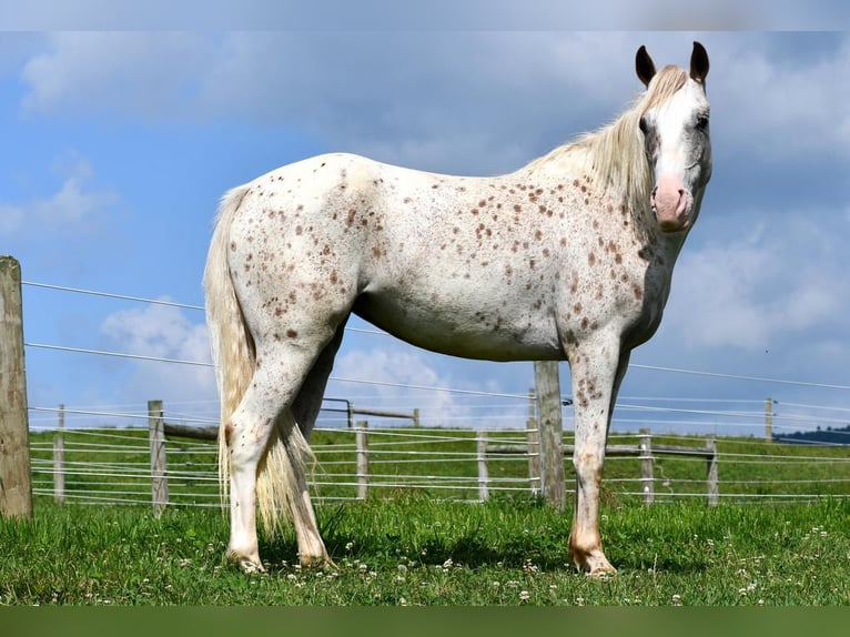 Pony of the Americas Mare 5 years 13,3 hh in Rebersburg, PA