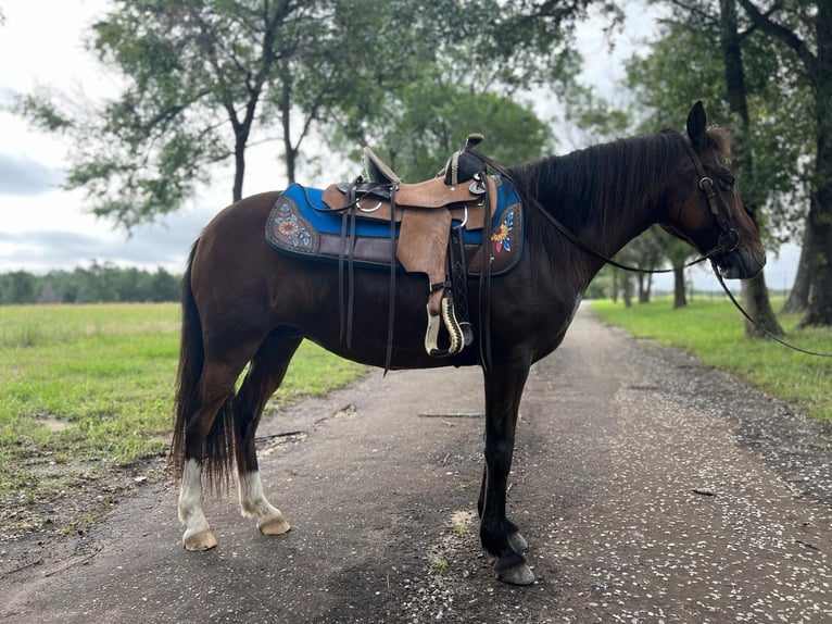 Pony of the Americas Mare 6 years 12,2 hh Bay in Fairfield TX