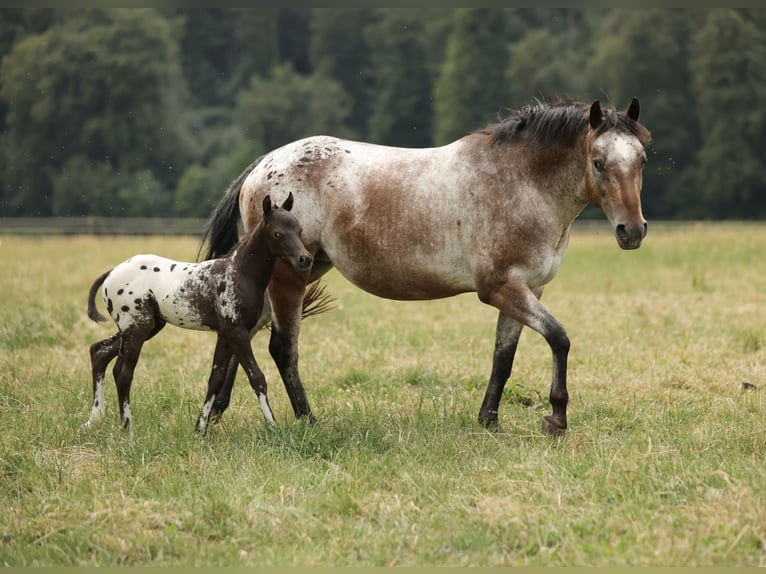 Pony of the Americas Mare 6 years 13.2 hh Leopard-Piebald in Waldshut-Tiengen