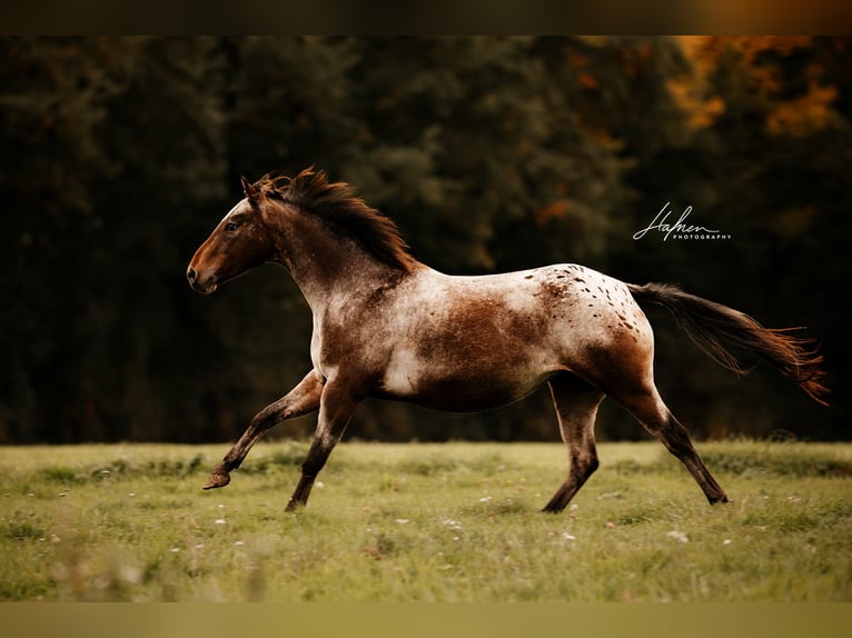 Pony of the Americas Mare 6 years 13.2 hh Leopard-Piebald in Waldshut-Tiengen