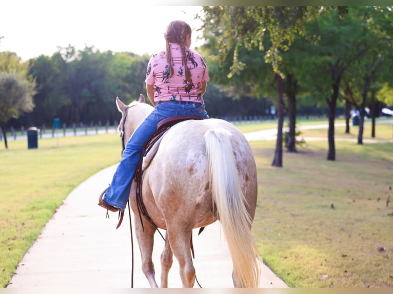 Pony of the Americas Mare 6 years 14 hh Palomino in Forney