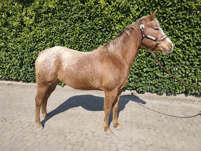 Pony of the Americas Mare 6 years 14,1 hh  in Straelen