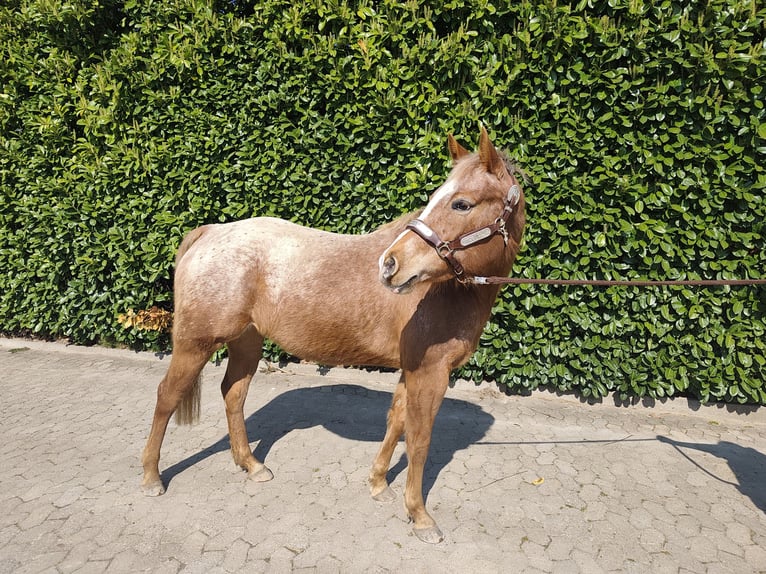 Pony of the Americas Mare 6 years 14,1 hh  in Straelen