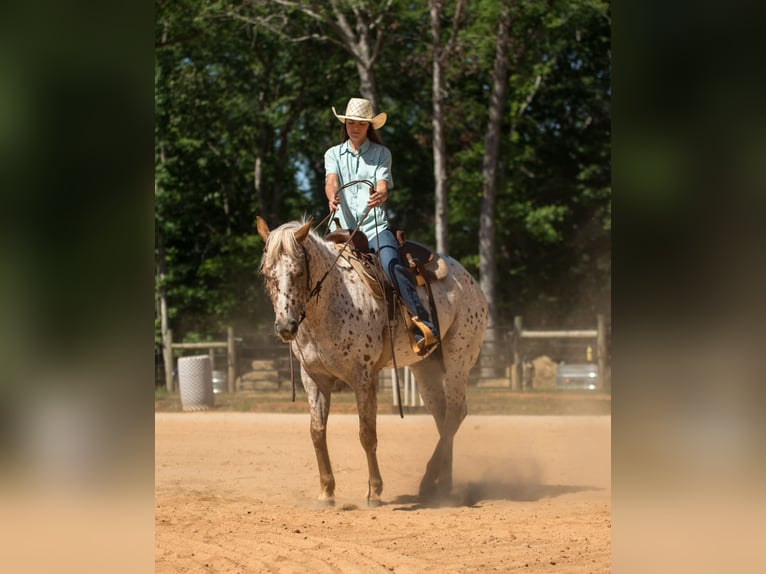Pony of the Americas Mare 6 years Chestnut in Pittsboro
