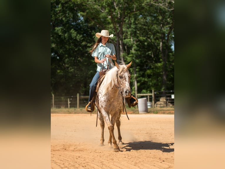 Pony of the Americas Mare 6 years Chestnut in Pittsboro