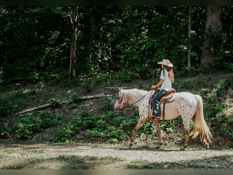 Pony of the Americas Mare 6 years Chestnut in Pittsboro