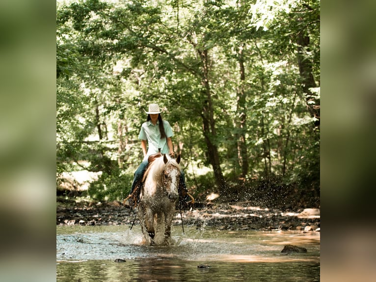 Pony of the Americas Mare 6 years Chestnut in Pittsboro