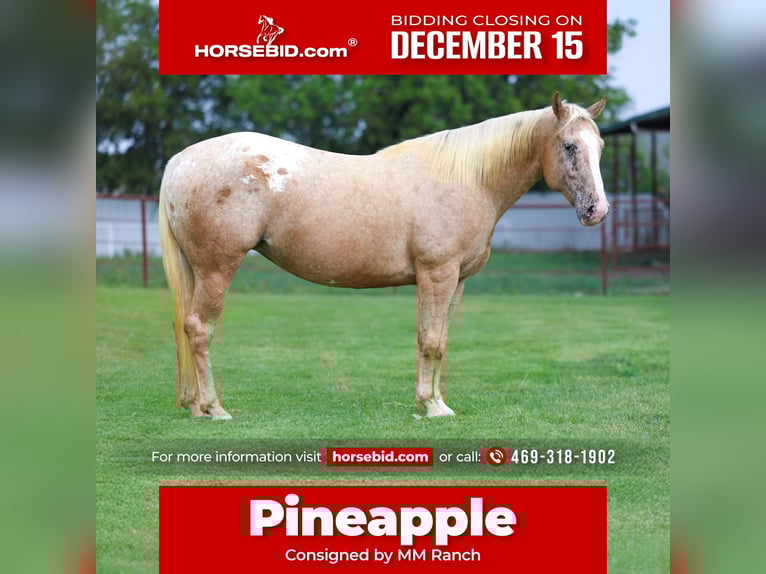 Pony of the Americas Mare 7 years 14 hh Palomino in Forney