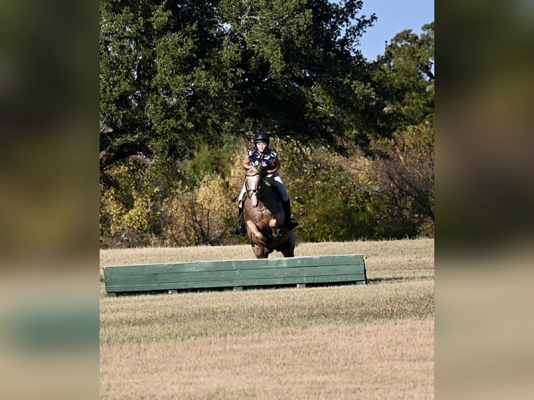Pony of the Americas Mare 7 years 14 hh Palomino in Forney
