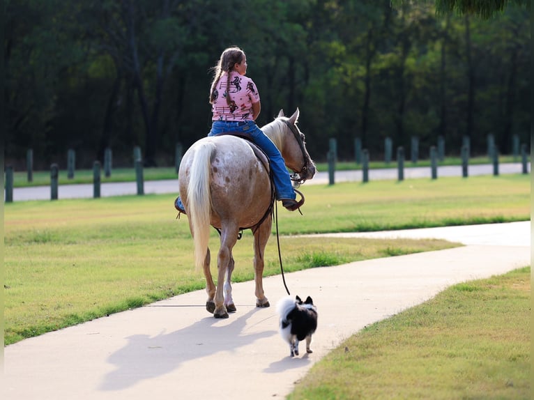 Pony of the Americas Mare 7 years 14 hh Palomino in Forney