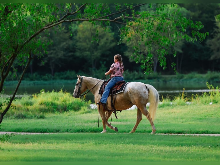 Pony of the Americas Mare 7 years 14 hh Palomino in Forney