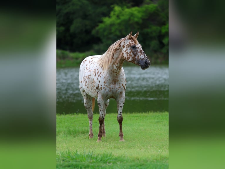 Pony of the Americas Mare 7 years 14 hh Sorrel in Forney