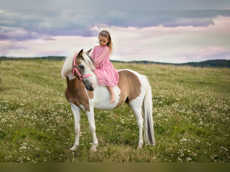 Pony of the Americas Mare 8 years 12 hh Pinto in Uherské Hradiště