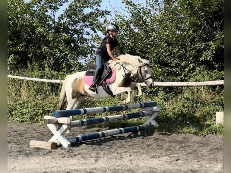 Pony of the Americas Mare 8 years 12 hh Pinto in Uherské Hradiště