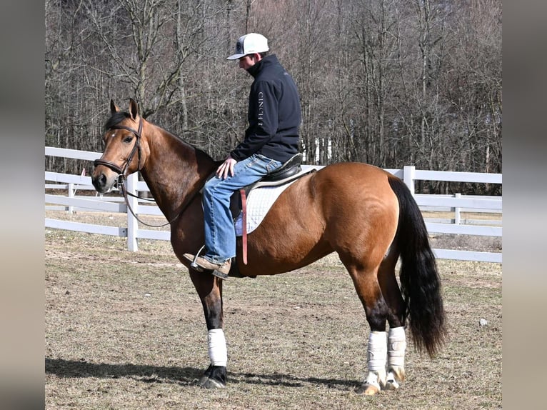 Pony of the Americas Mare 8 years 13,2 hh Dun in Sturgis MI