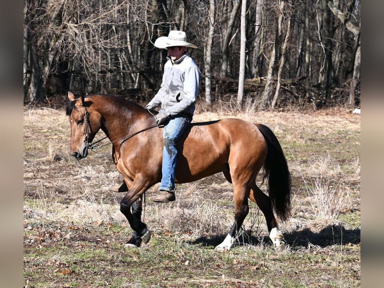 Pony of the Americas Mare 8 years 13,2 hh Dun in Sturgis MI