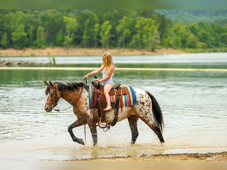 Pony of the Americas Mare 8 years Chestnut in Quitman