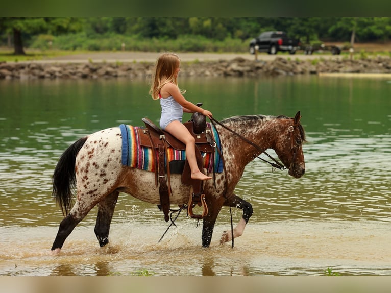 Pony of the Americas Mare 8 years Chestnut in Quitman